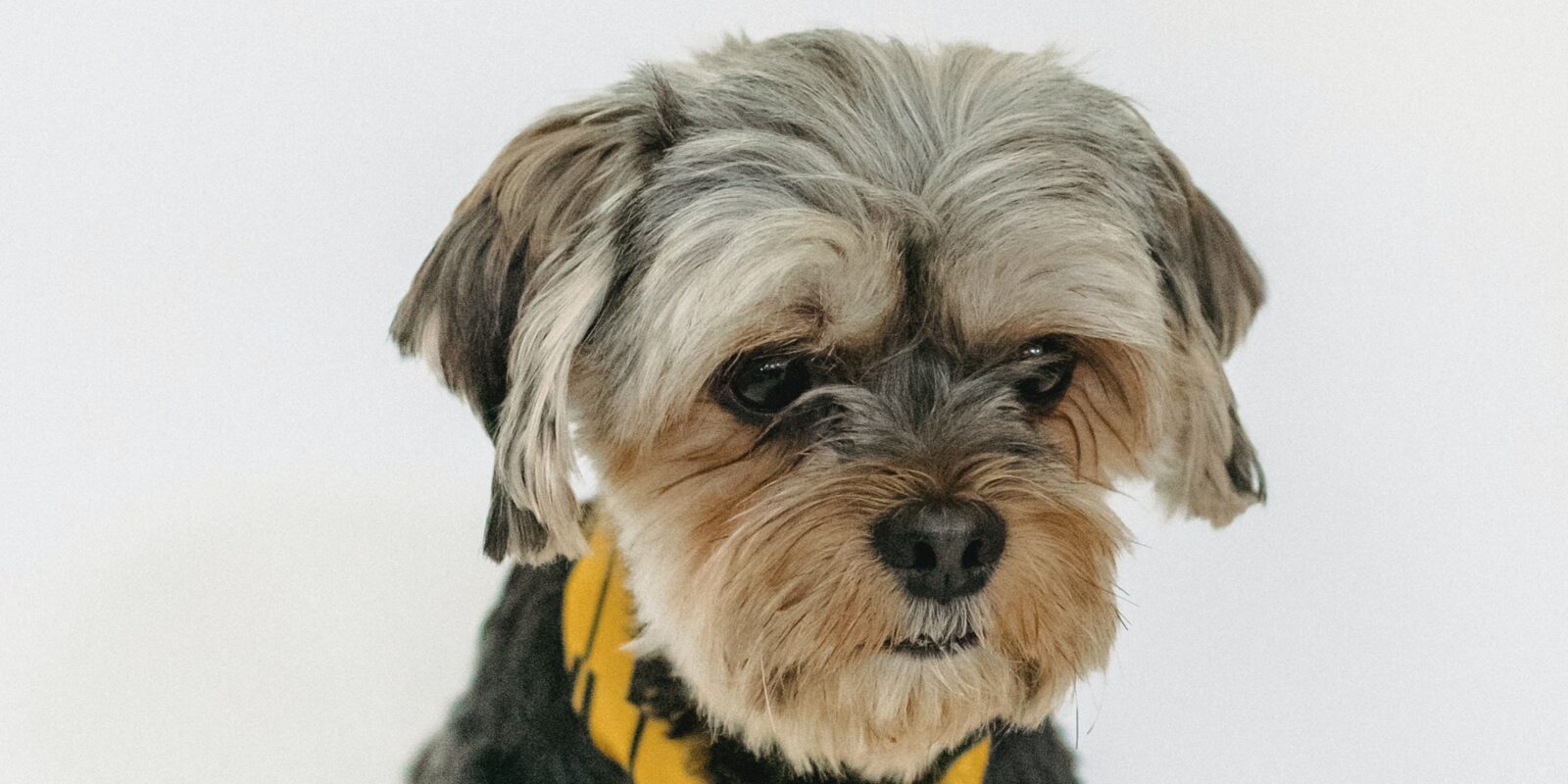 Een hondje met een geel zwart gestreepte stropdas om