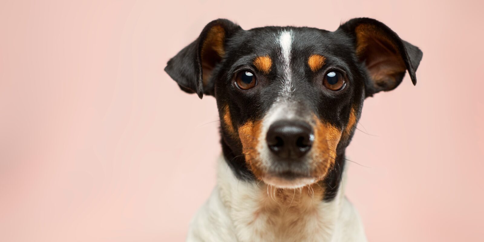 Een hond met roze achtergrond