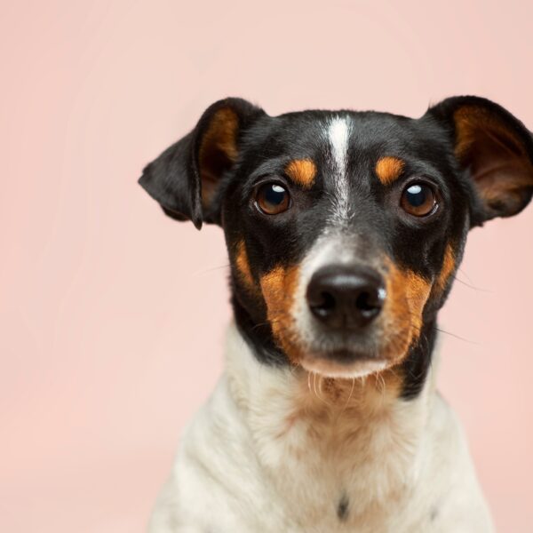 Een hond met roze achtergrond